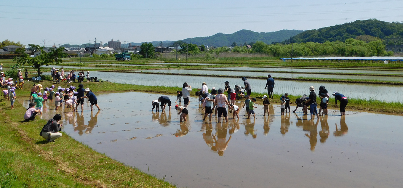 田植えの様子
